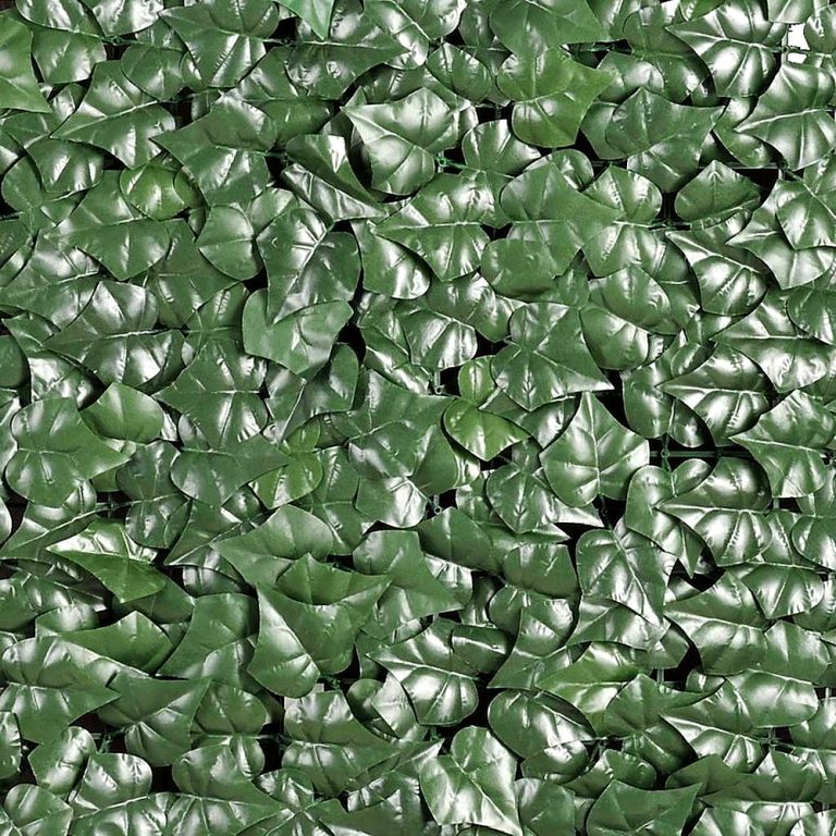 Siepe sempreverde foglia edera