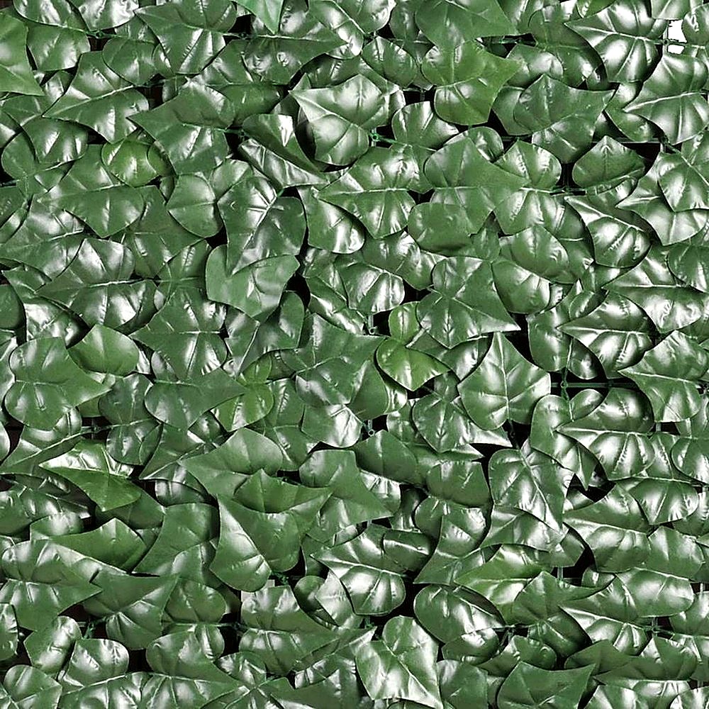 Siepe sempreverde foglia edera